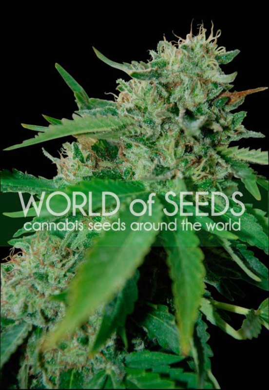 3 UND FEM - BRAZIL AMAZONIA (PURE ORIGIN COLLECTION) * WORLD OF SEEDS 3 UND FEMINIZADAS