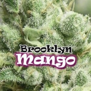 8 UND FEM - BROOKLYN MANGO * DR UNDERGROUND 8 UND FEM