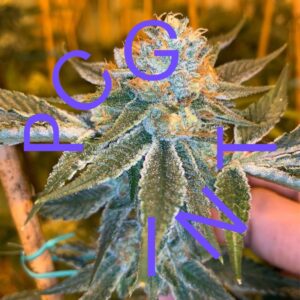 3 UND FEM - BRRR BERRY OG X STRAWNANA * PURPLE CITY GENETICS 3 FEMINIZADAS