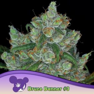 3 UND FEM - BRUCE BANNER #3 * ANESIA SEEDS 3 FEMINIZADAS