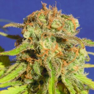 3 UND FEM - BRUCE BANNER #3 AUTO * ORIGINAL SENSIBLE 3 UND FEMINIZADAS
