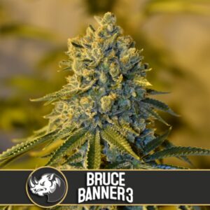 3 UND FEM - BRUCE BANNER #3 * BLIMBURN SEEDS 3 UND FEMINIZADAS