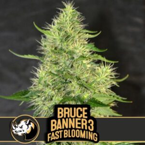 3 UND FEM - BRUCE BANNER #3 FBV * BLIMBURN SEEDS 3 UND FEMINIZADAS