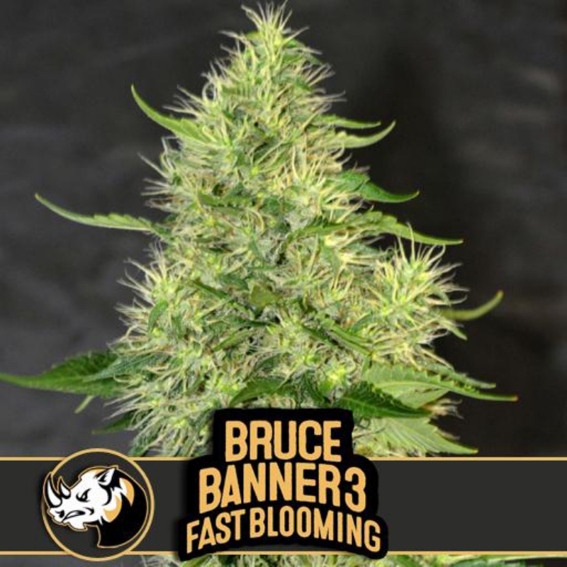 6 UND FEM ﾖ BRUCE BANNER #3 FBV * BLIMBURN SEEDS 6 UND FEMINIZADAS