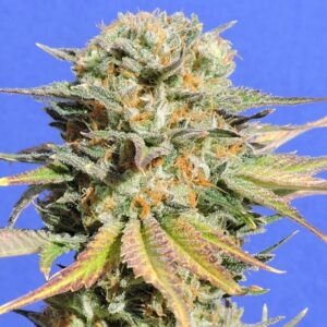 5 UND FEM - BRUCE BANNER # 3 * ORIGINAL SENSIBLE 5 UND FEMINIZADAS