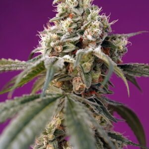 3 UND FEM - BRUCE BANNER AUTO ﾮ* SWEET SEEDS 3 UND FEMINIZADAS