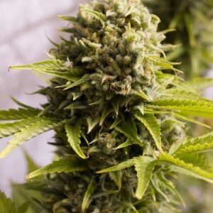 3 UND FEM - BUBBA CHEESE AUTO * HUMBOLDT 3 UND FEMINIZADAS