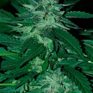 5 UND FEM - BUBBA DELIGHT * CANNABIOGEN 5 UND FEMINIZADAS