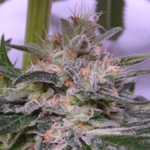 5 UND FEM - BUBBA HASH * ACE SEEDS 5 UND FEMINIZADAS