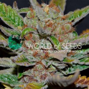10 UND REG - BUBBA HAZE (WOS) * WORLD OF SEEDS 10 UND REG