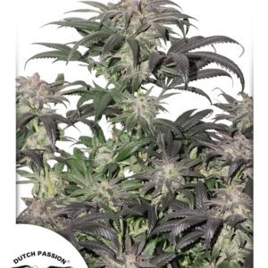 1 UND FEM - BUBBA ISLAND KUSH ﾮ * DUTCH PASSION 1 UND FEMINIZADAS
