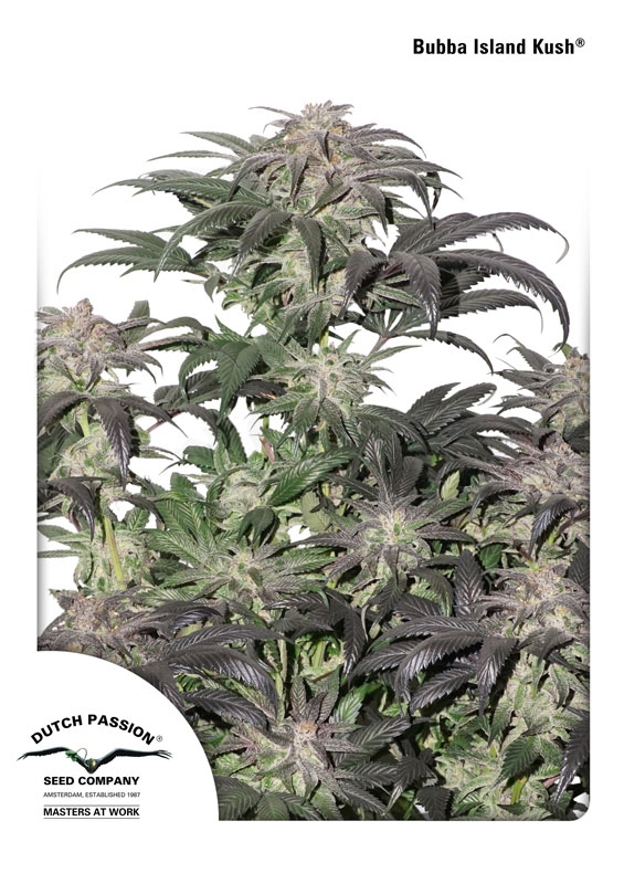 10 UND FEM - BUBBA ISLAND KUSH ﾮ * DUTCH PASSION 10 UND FEMINIZADAS