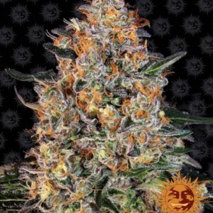 10 UND FEM - BUBBA KUSH * BARNEY'S FARM 10 UND FEMINIZADAS