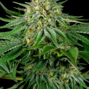 5 UND FEM - BUBBA KUSH CBD * DINAFEM 5 UND FEM