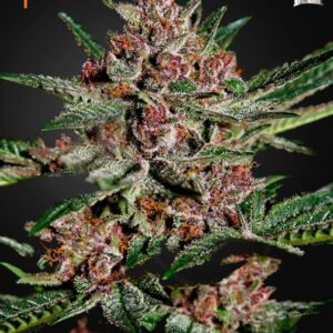 5 UND FEM - BUBBA KUSH * GREEN HOUSE 5 UND FEMINIZADAS