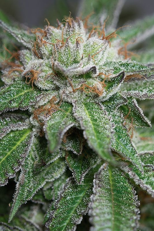 5 UND FEM - BUBBA KUSH  * HUMBOLDT SEEDS 5 UND FEMINIZADAS