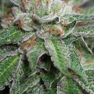 5 UND REG - BUBBA KUSH * HUMBOLDT 5 UND REGULARES