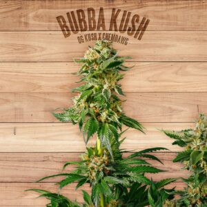 3 UND FEM - BUBBA KUSH * THE PLANT ORGANIC SEEDS 3 UND FEM