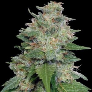 5 UND FEM - BUBBA KUSH X KALI CHINA * ACE SEEDS 5 UND FEMINIZADAS