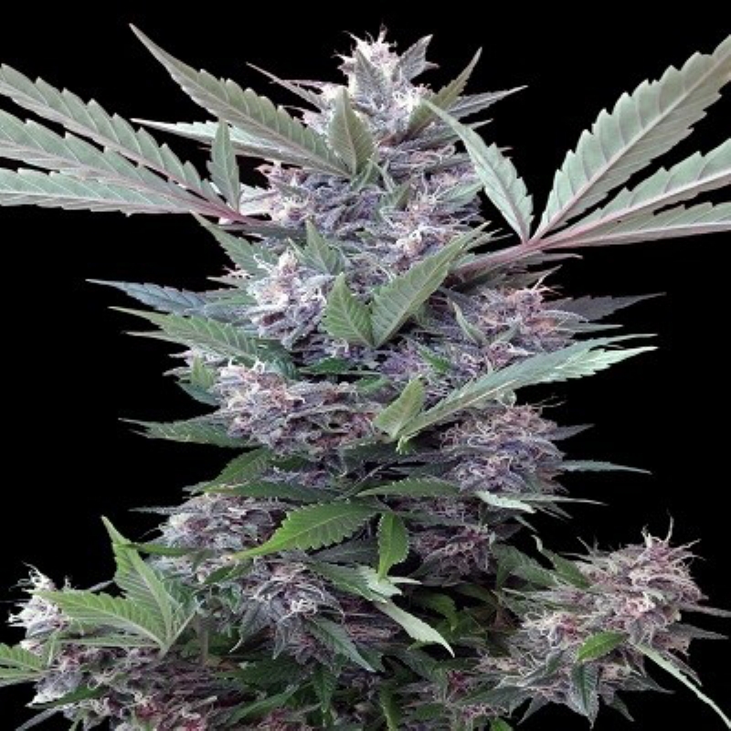 3 UND FEM - BUBBA KUSH X PCK * ACE SEEDS 3 UND FEMINIZADAS