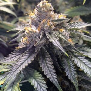 10 UND FEM - BUBBA'S GIFT * HUMBOLDT SEEDS 10 UND FEMINIZADAS