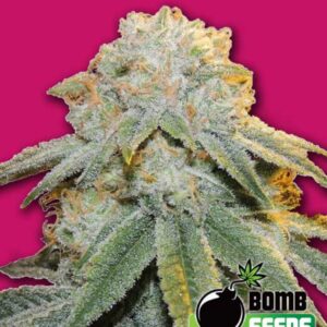5 UND FEM - BUBBLE BOMB * BOMB SEEDS 5 UND FEMINIZADAS