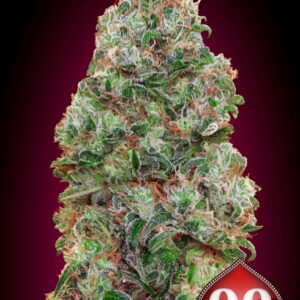 25 UND FEM - BUBBLE GUM * 00SEEDS 25 UND FEMINIZADAS