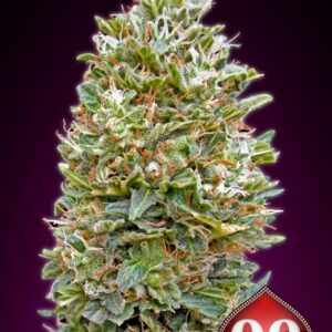5 UND FEM - AUTO BUBBLE GUM * 00SEEDS 5 UND FEMINIZADAS