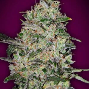 3 UND FEM - BUBBLE GUM FAST * 00SEEDS 3 UND FEMINIZADAS