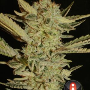 6 UND FEM - BUBBLE GUM * SERIOUS SEEDS FEMINIZADAS 6 UND