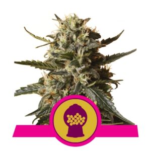 3 UND FEM - BUBBLEGUM XL  * ROYAL QUEEN 3 UND FEMINIZADAS