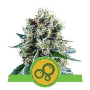 100 UND FEM - BUBBLE KUSH AUTOMATIC * ROYAL QUEEN 100 UND FEMINIZADAS