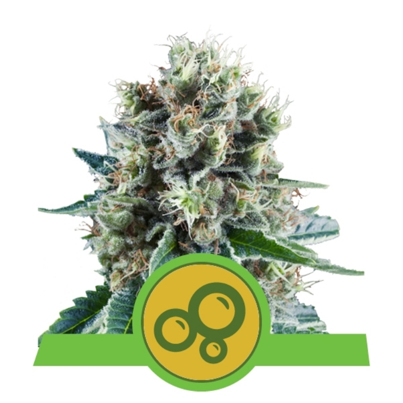 100 UND FEM - BUBBLE KUSH AUTOMATIC * ROYAL QUEEN 100 UND FEMINIZADAS