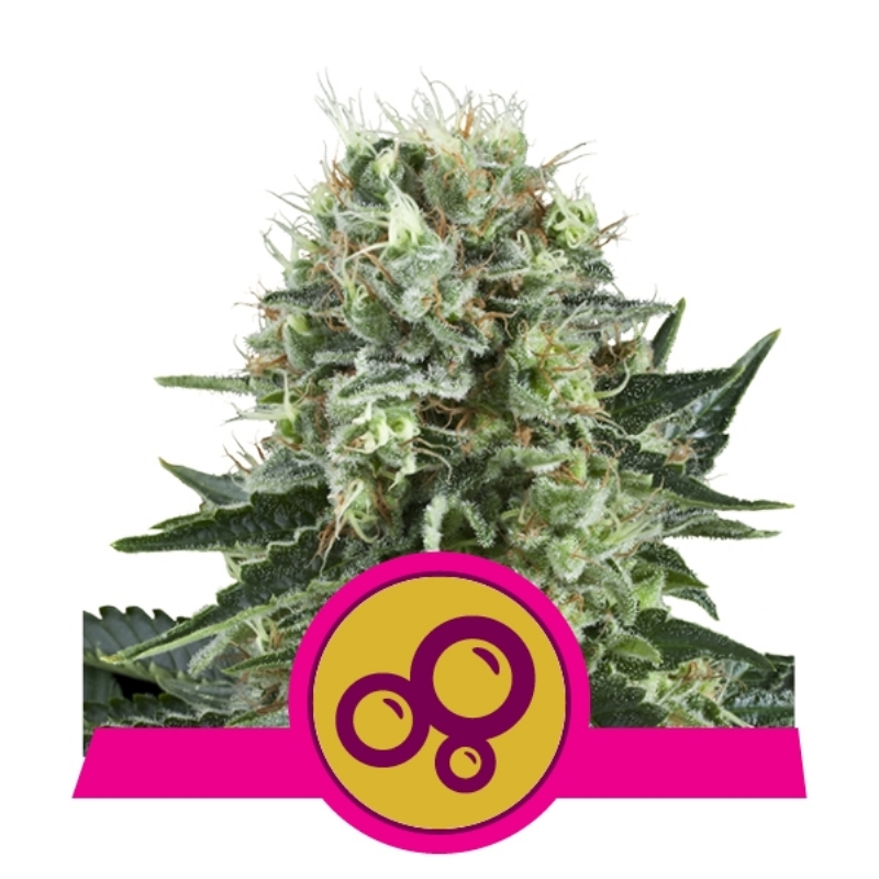 5 UND FEM - BUBBLE KUSH  * ROYAL QUEEN FEMINIZADA 5 UND