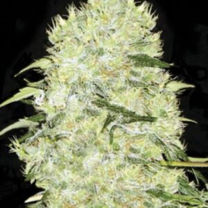 5 UND FEM - BUBBLEGUM EXTRA * BULK SEED 5 UND FEM