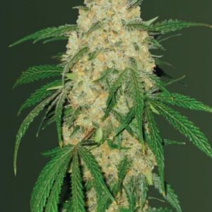10 UND FEM - BUBBLEGUM + PRO * VICTORY SEEDS FEMINIZADA 10 UND