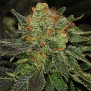 2 UND FEM - BUBBLEGUM * T.H. SEEDS 2 UND FEMINIZADAS