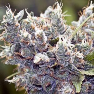 10 UND FEM - BUBBLEGUMMER * FEMALE SEEDS 10 UND FEMINIZADAS