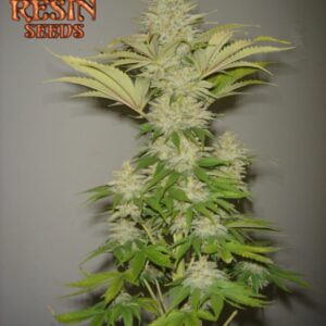 10 UND FEM - BUBBLICIOUS  * RESIN SEEDS 10 UND FEMINIZADAS