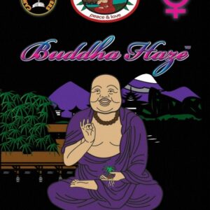 10 UND FEM - BUDDHA HAZE * BIG BUDDHA SEEDS 10 UND FEMINIZADAS