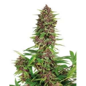 10 UND FEM - BUDDHA PURPLE KUSH (BLISTER) * BUDDHA SEEDS