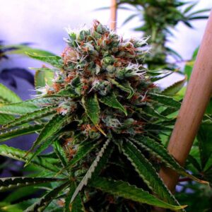 10 UND FEM - BUDDHA'S SISTER  * SOMA SEEDS 10 UND FEMINIZADAS
