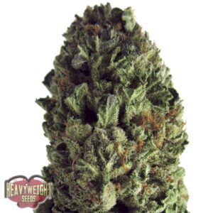 3 UND FEM - BUDZILLA * HEAVYWEIGHT SEEDS 3 UND FEMINIZADAS