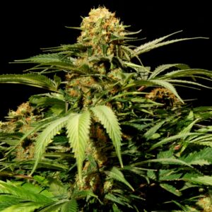 5 UND FEM - BULLSHARK * THE BULLDOG SEEDS 5 UND FEM