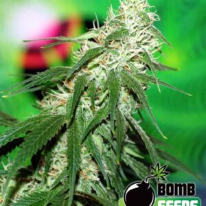 10 UND FEM - BUZZ BOMB * BOMB SEEDS 10 UND FEMINIZADAS