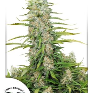 10 UND FEM - C-VIBEZ ﾮ * DUTCH PASSION 10 UND FEMINIZADAS