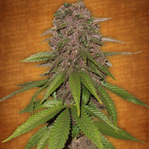 3 UND FEM - C4-MATIC * FASTBUDS SEEDS FEMINIZADA 3 UND