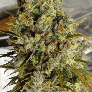 5 UND FEM - C5 HAZE X KALI CHINA * ACE SEEDS 5 UND FEMINIZADAS