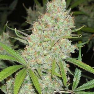 4 UND FEM - C99 * FEMALE SEEDS 4 UND FEMINIZADAS