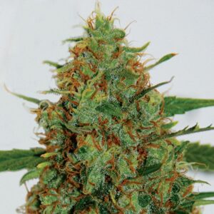 5 UND FEM - C99 * G13 LABS SEEDS 5 FEMINIZADAS
